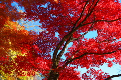 DSCF0610