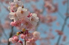 色鮮やかな桜と青空