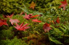 苔の上に