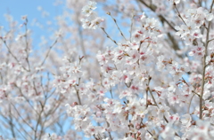 淡いピンクの桜と青空