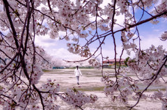 桜に囲まれて❀