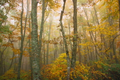 霧の中の紅葉
