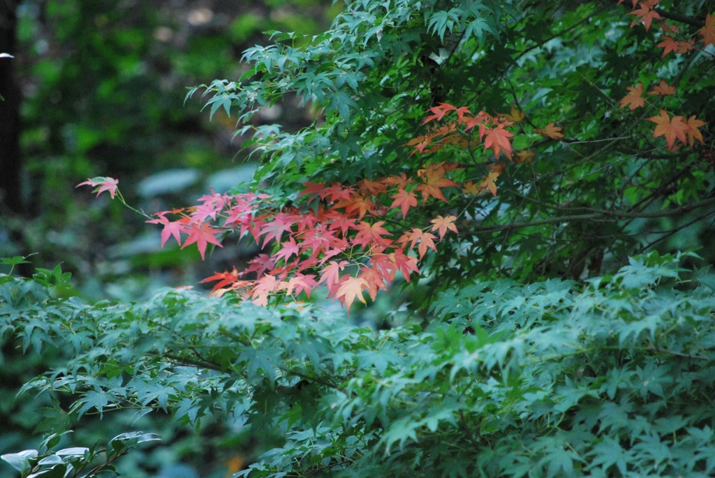 紅葉みっけ