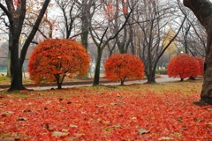 紅葉コラボ