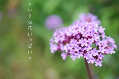 小さな花