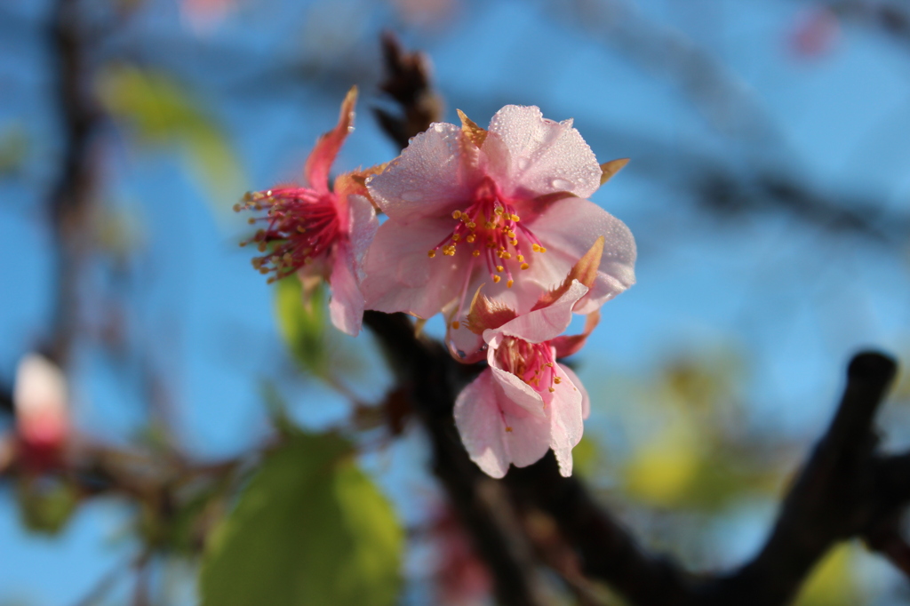 冬桜