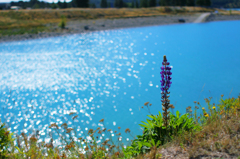 Lupinus