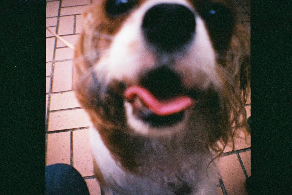 接写犬
