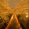 目黒川_桜ライトアップ
