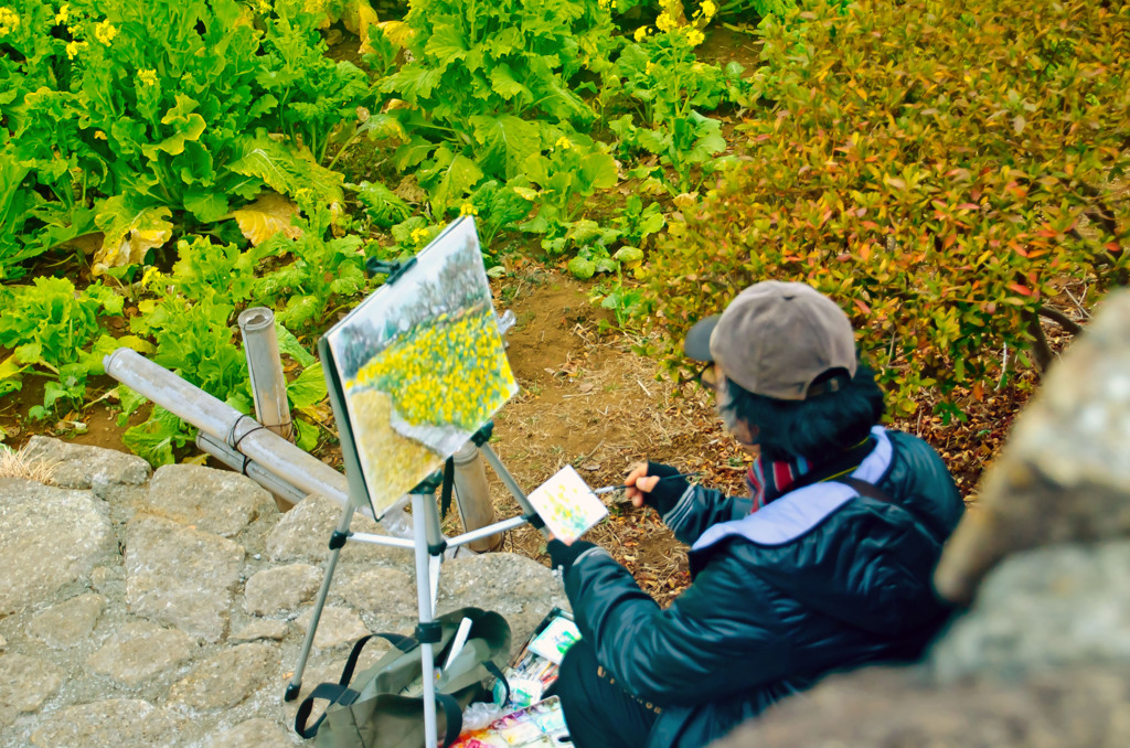 吾妻山公園_菜の花の絵