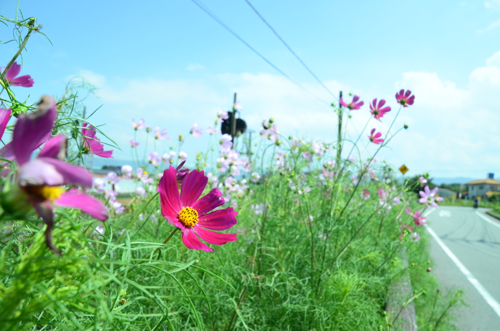 阿蘇駅_線路沿いの花