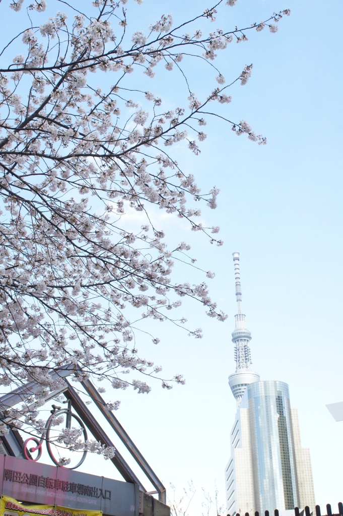 桜(浅草)