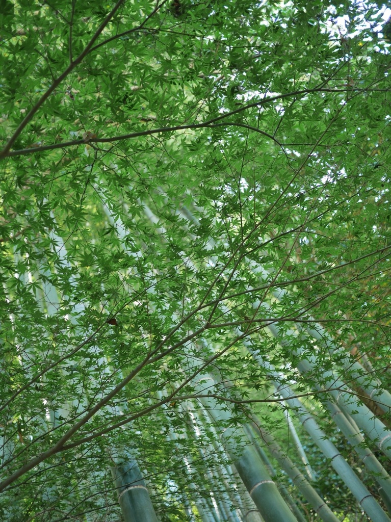 9月末。竹。鎌倉。