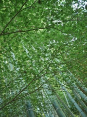 9月末。竹。鎌倉。