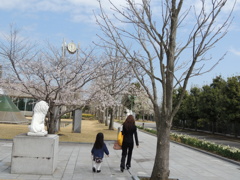 桜の花道