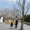 桜の花道