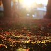fall