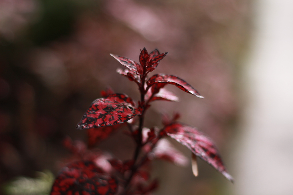 ウチの花壇
