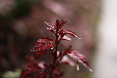 ウチの花壇