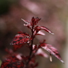 ウチの花壇