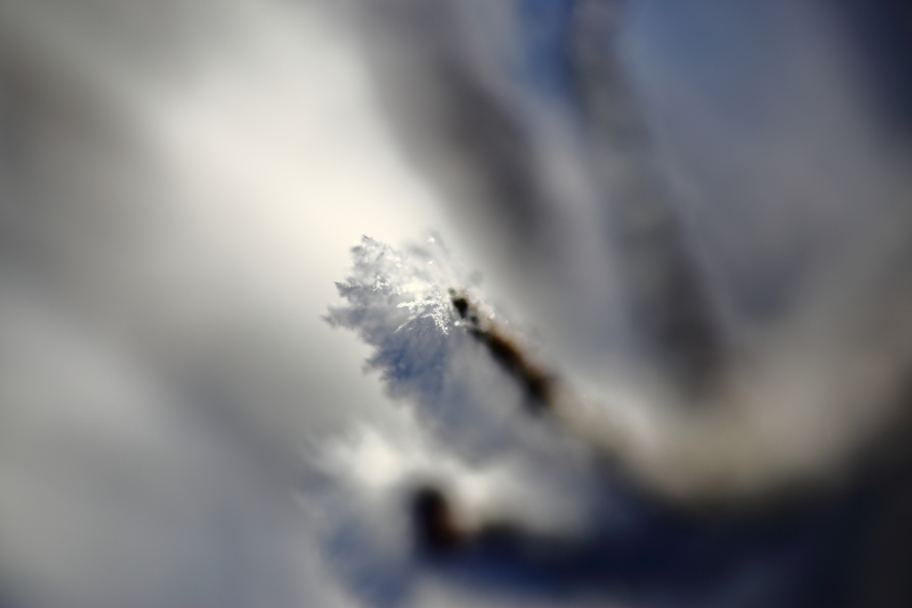 ユキノハナ 