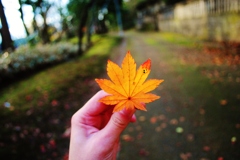紅葉