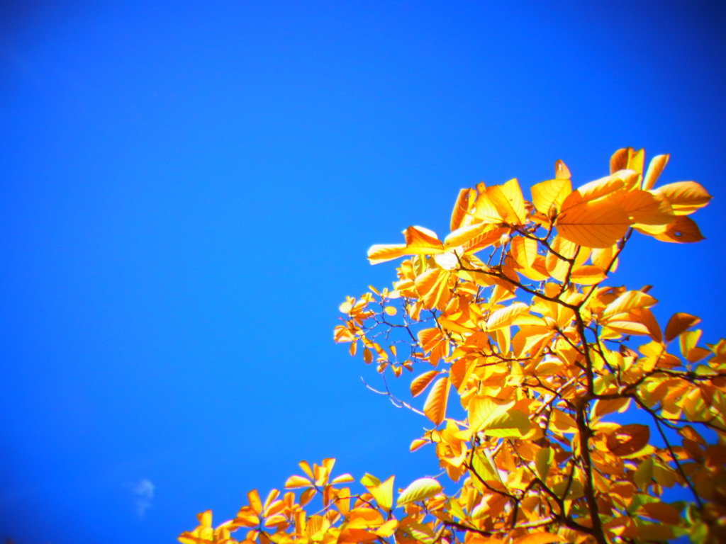 青と黄色。秋晴れと紅葉。