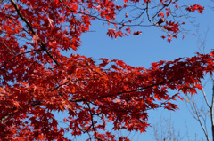 国営昭和記念公園