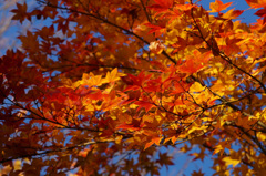 国営昭和記念公園