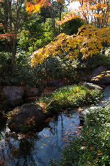 国営昭和記念公園