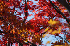 国営昭和記念公園