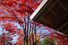 国営昭和記念公園