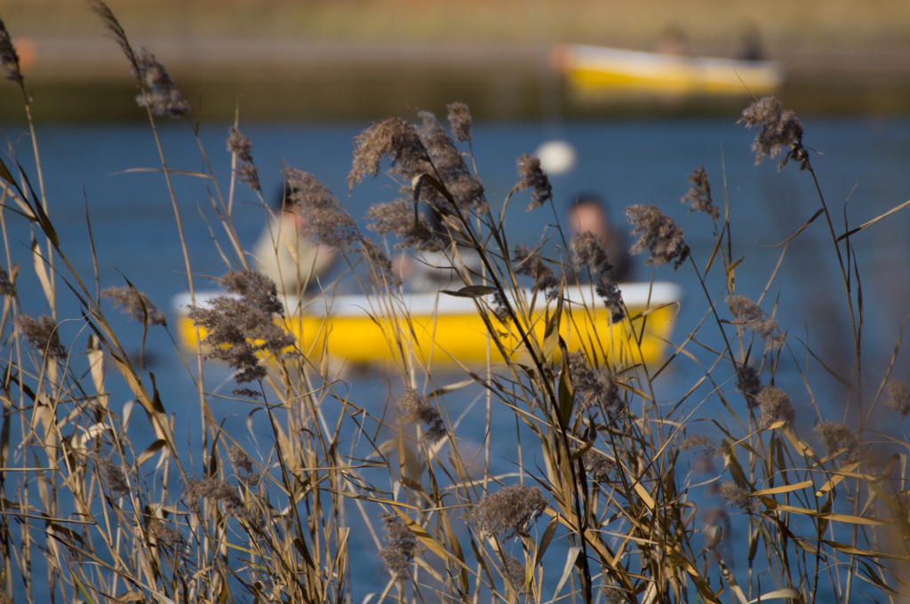 国営昭和記念公園