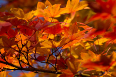 国営昭和記念公園