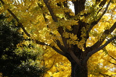 国営昭和記念公園