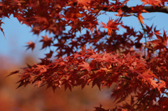 国営昭和記念公園