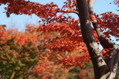 国営昭和記念公園