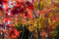 国営昭和記念公園