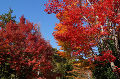 国営昭和記念公園