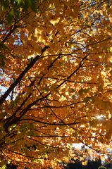 国営昭和記念公園