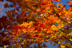 国営昭和記念公園