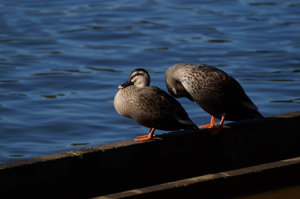 国営昭和記念公園