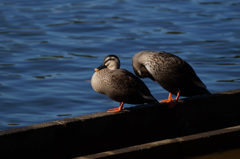国営昭和記念公園