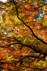 国営昭和記念公園