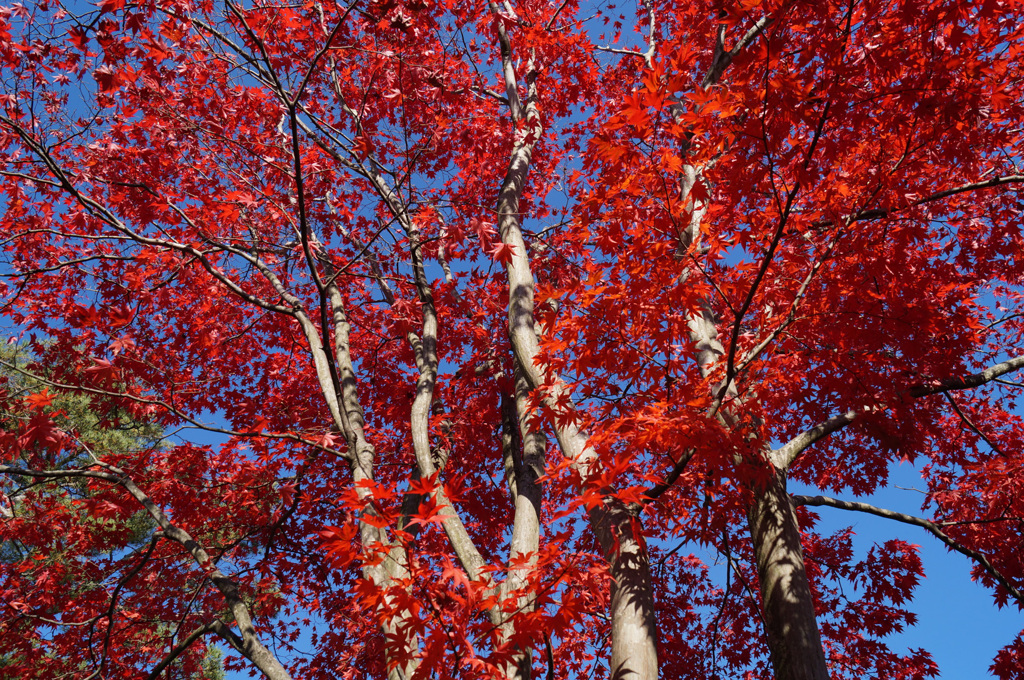 国営昭和記念公園