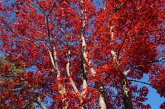 国営昭和記念公園