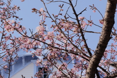 桜と豊平館