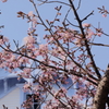 桜と豊平館