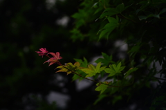 色付きはじめる