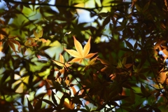 紅葉